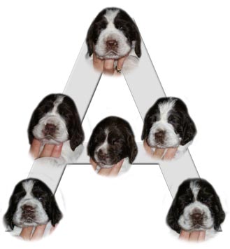 A-Wurf