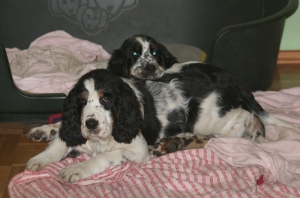 Frodo und Fenja